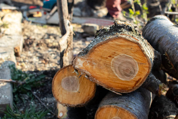 How Our Tree Care Process Works  in  Brodhead, WI