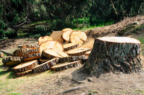 Brodhead, WI Tree Removal Services Company